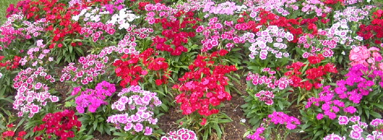 Bed of pink, red, and white seasonal flowers