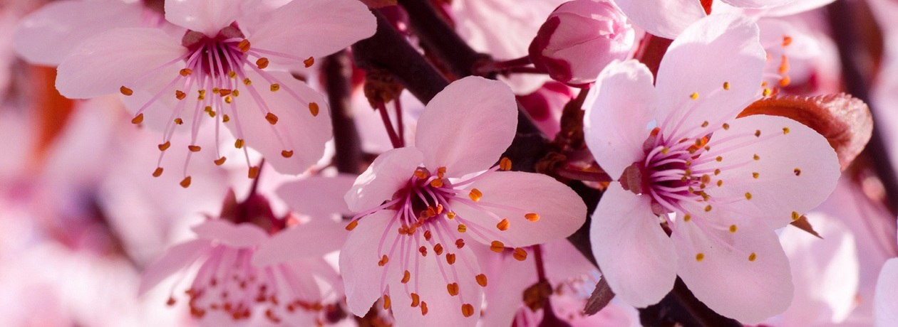 Pink spring blossoms