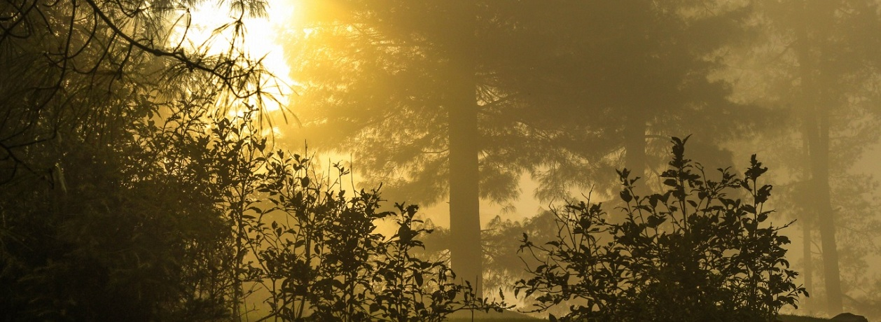Sunlight filtering through a forest