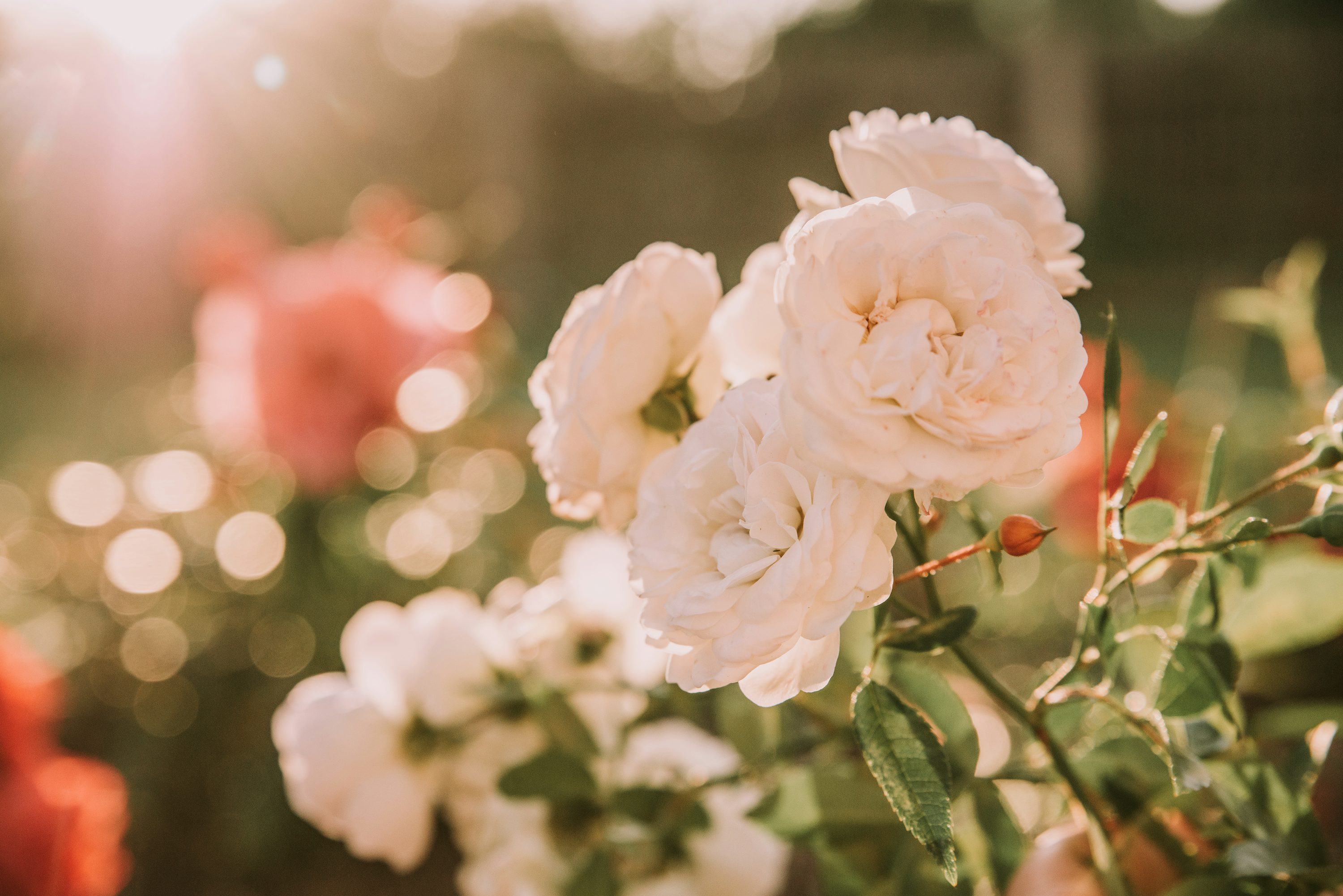 White roses in a sunlit garden