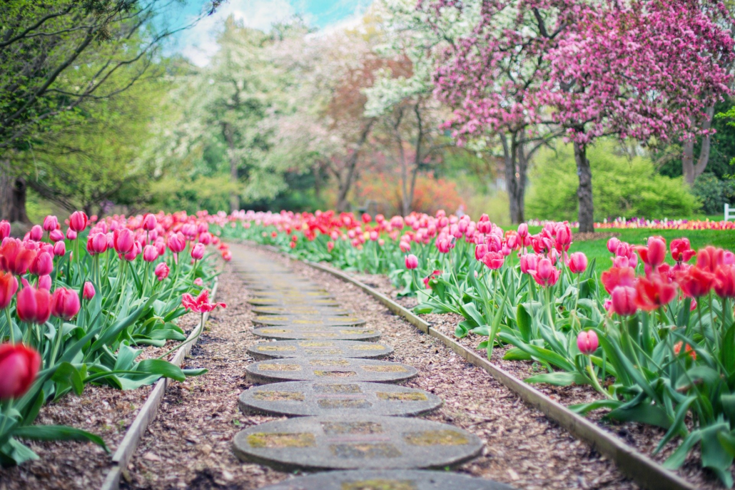 Spring garden path lined with pink tulips