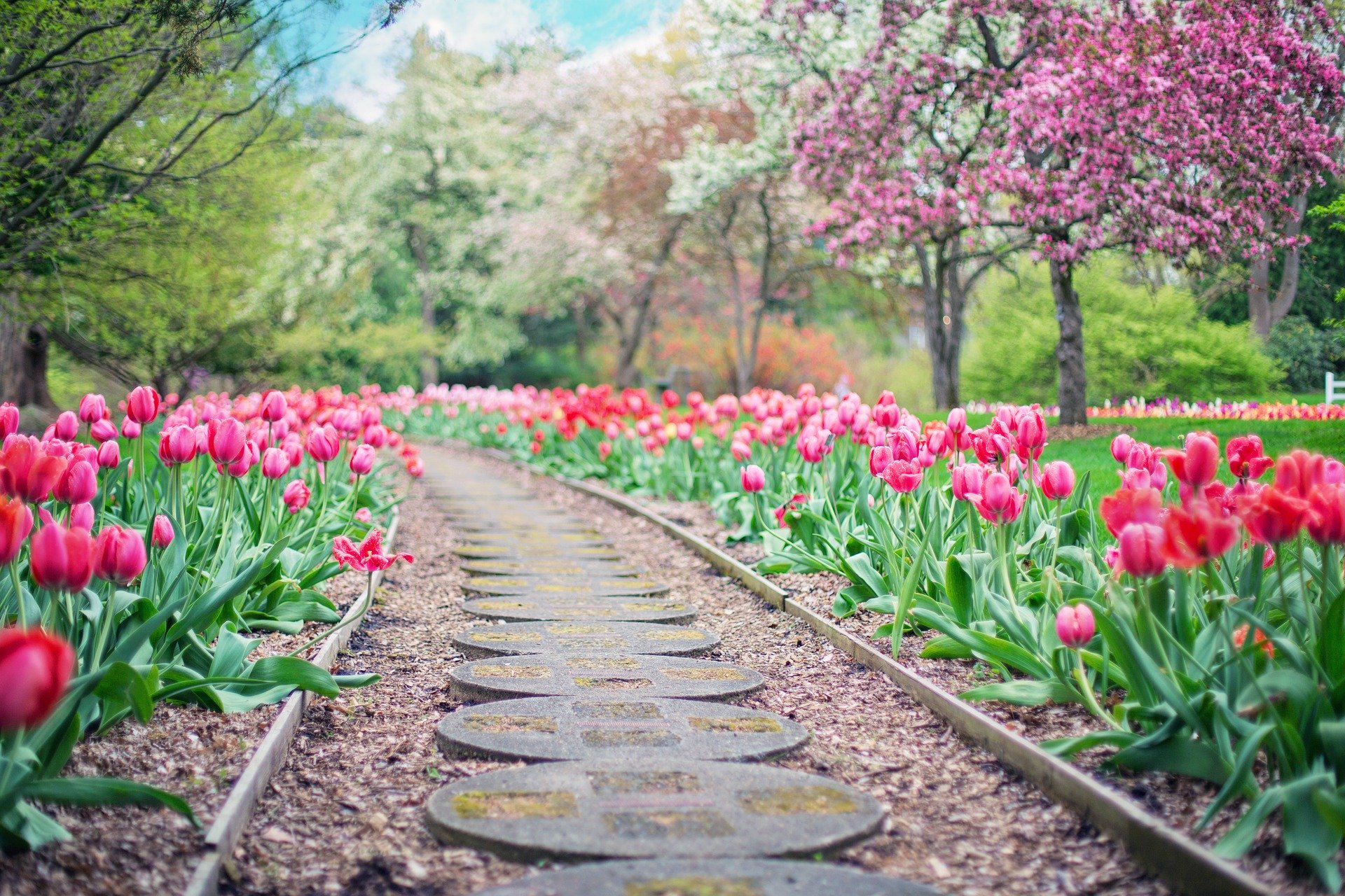 Spring garden path lined with pink tulips